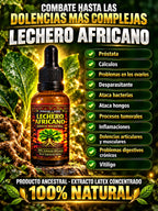 LECHERO AFRICANO EN GOTAS - ORIGINAL - EXTRACTO DE LA PLANTA DE LA VIDA: REGULA LA GLUCOSA, MEJORA LA PRESIÓN, REGENERA LAS CÉLULAS, ANTIINFLAMATORIO Y POTENCIADOR 100%
